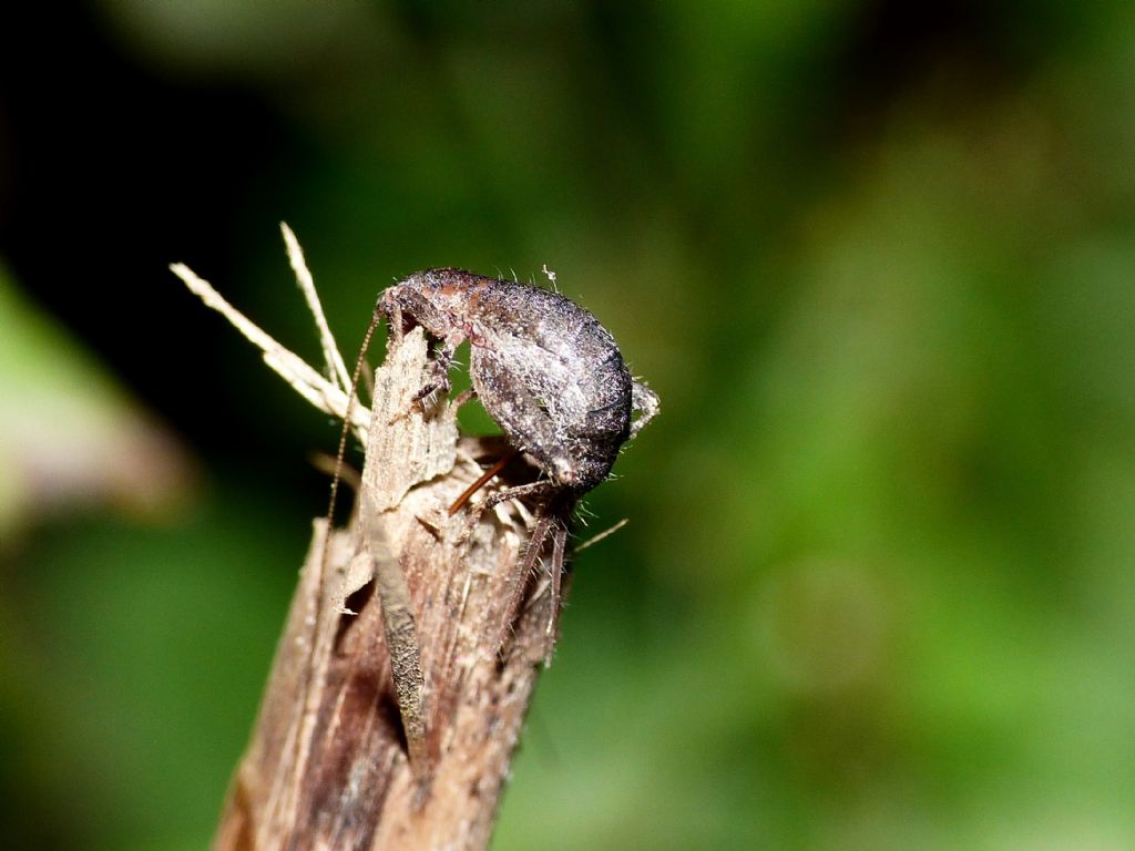 Arachnocephalus vestitus (Mogoplistidae) in deposizione